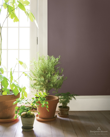 Plantas en macetas en una habitación con paredes pintadas Amazon Soil 2115-30.